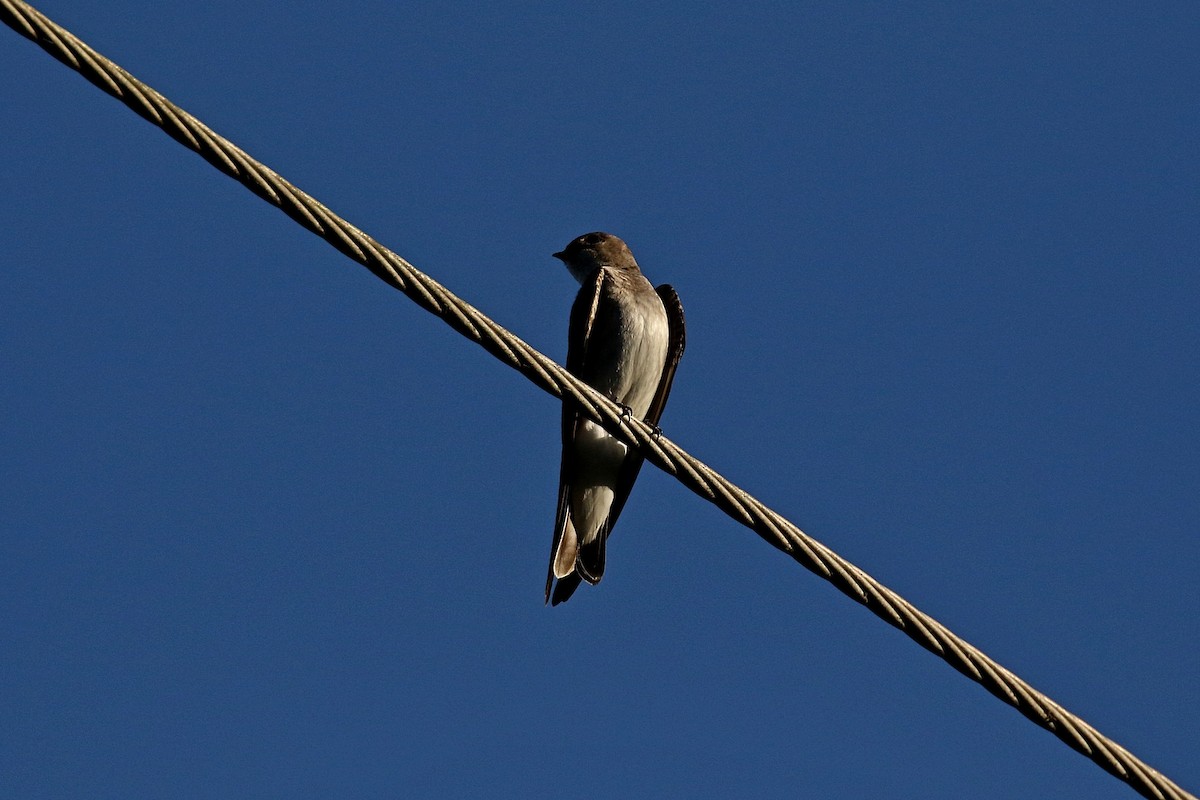 Northern Rough-winged Swallow (Northern) - ML148847171