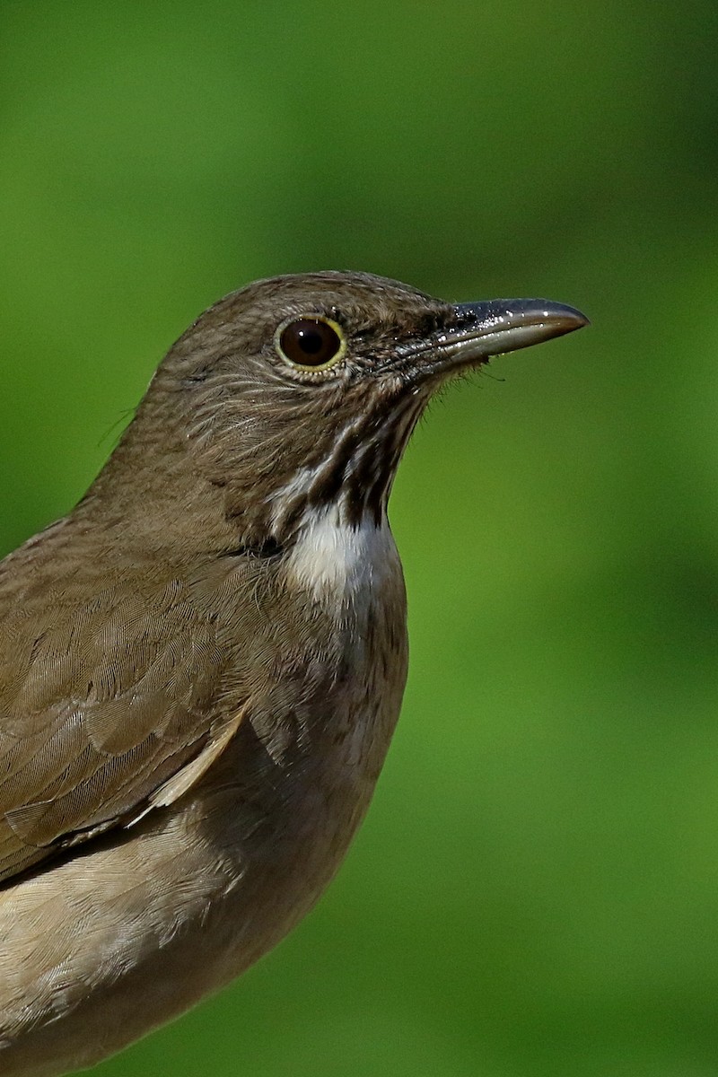 White-throated Thrush (White-throated) - Laval Roy