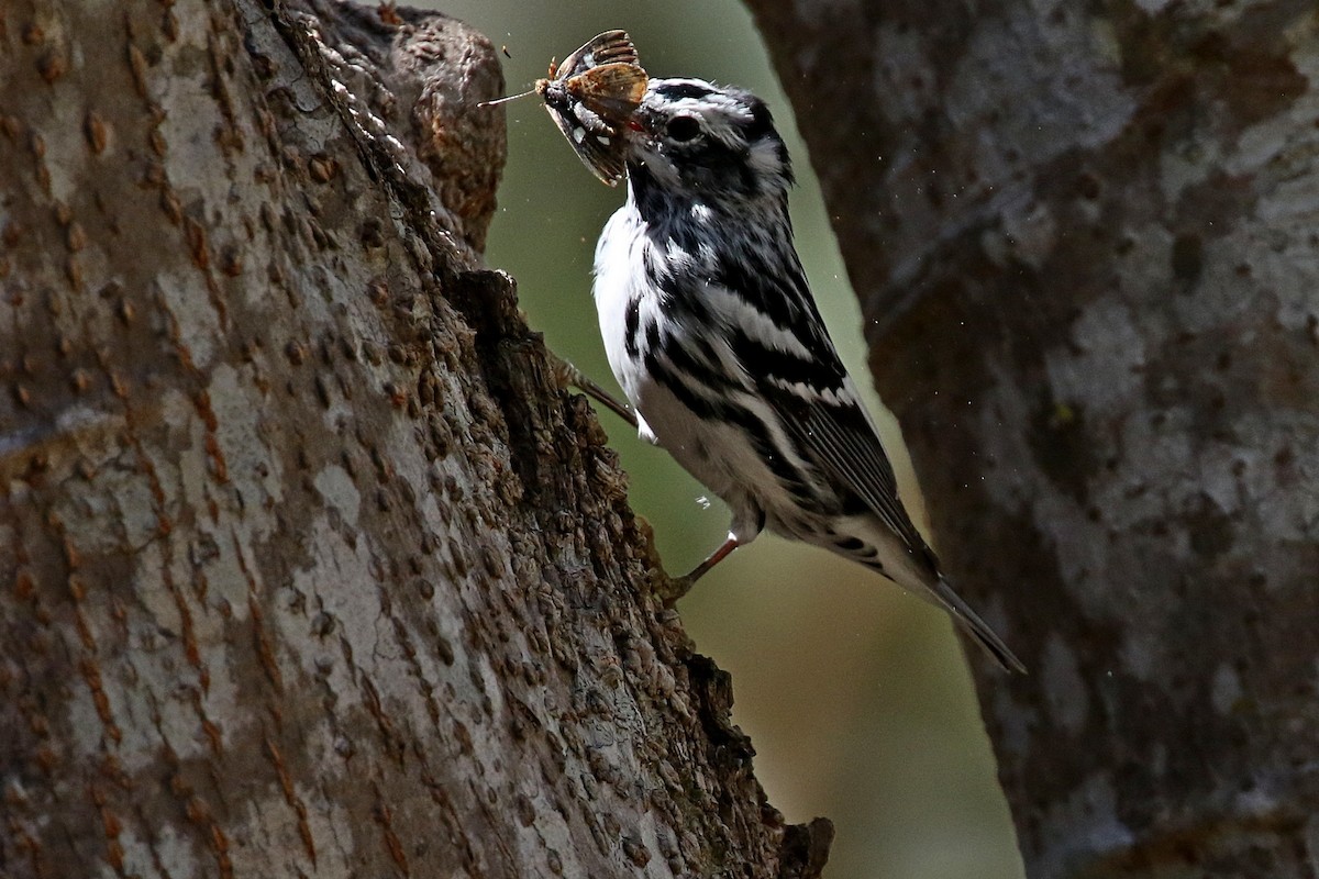 Black-and-white Warbler - ML148847331