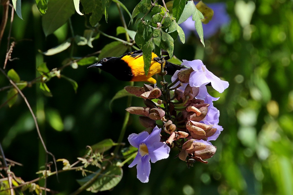 Black-vented Oriole - Laval Roy