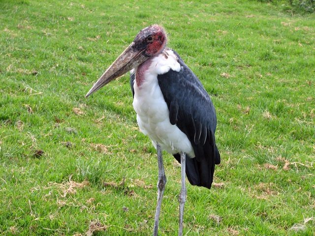 Marabou Stork - William Adams