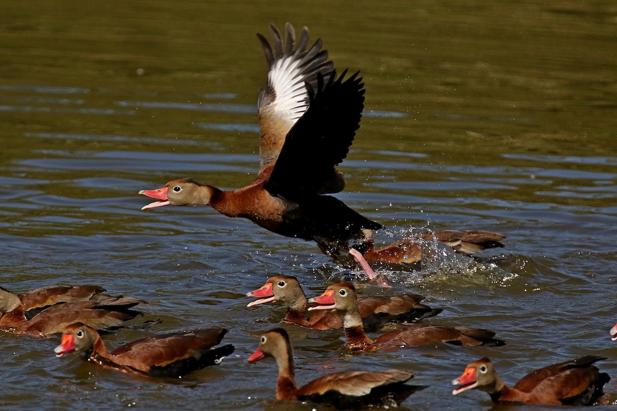 Black-bellied Whistling-Duck (fulgens) - Laval Roy