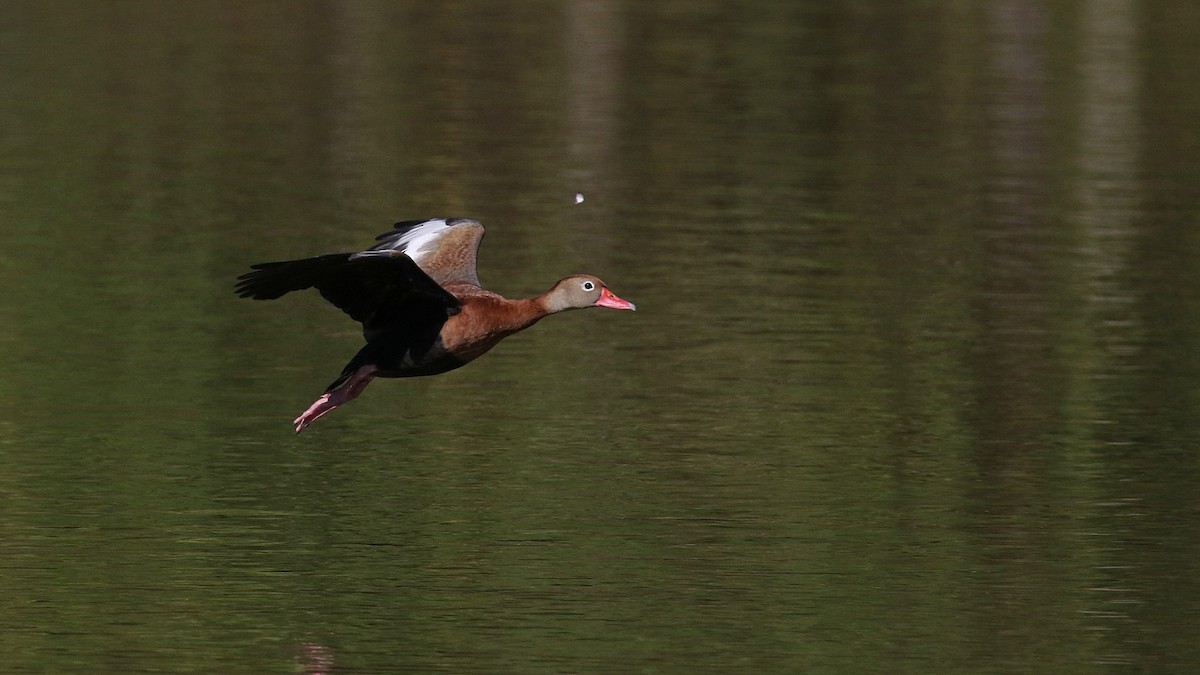 Black-bellied Whistling-Duck (fulgens) - Laval Roy