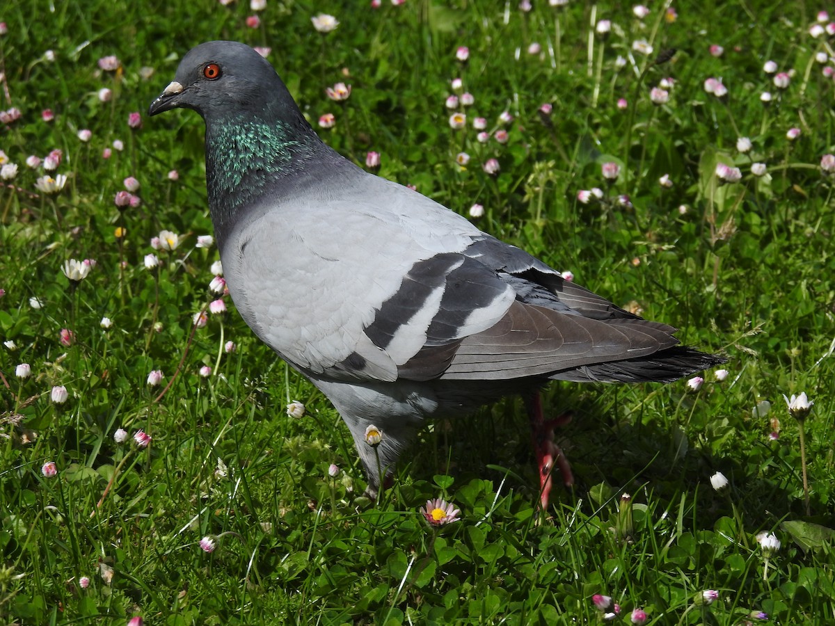 Rock Pigeon (Feral Pigeon) - ML148852241