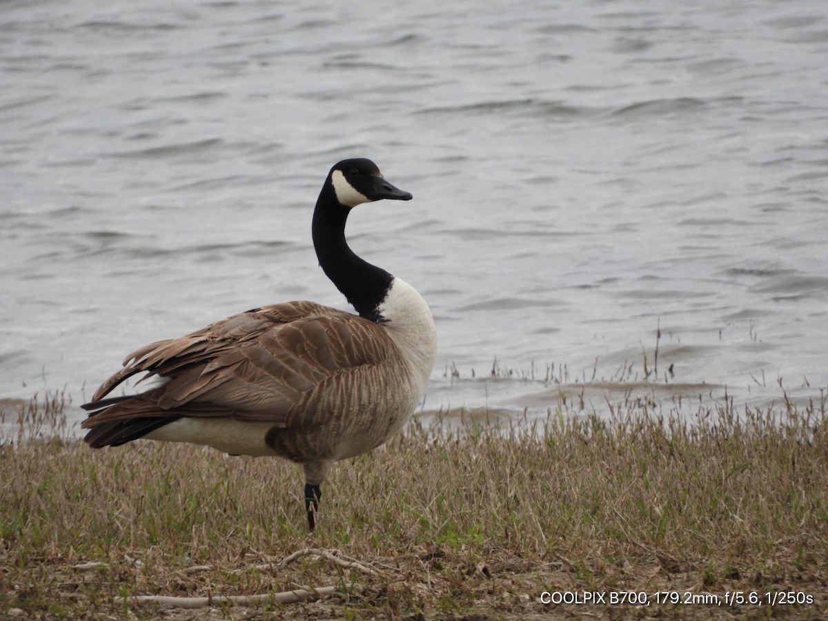 Canada Goose - Sandy and Randy Reed
