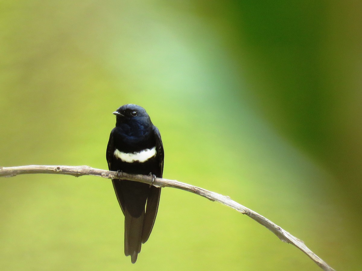 White-banded Swallow - ML148855981