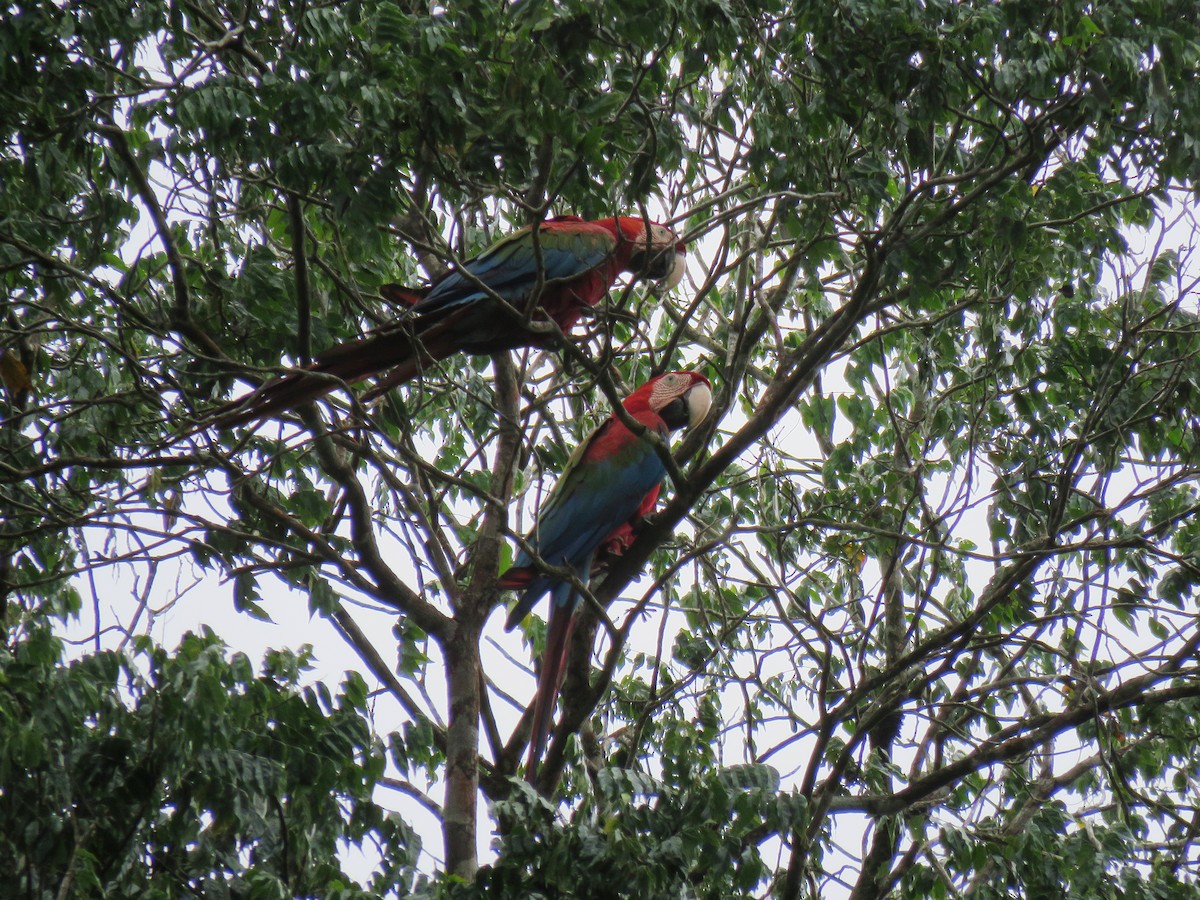 Red-and-green Macaw - Thibaut RIVIERE