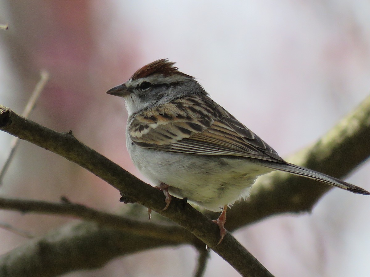 Chipping Sparrow - ML148856821