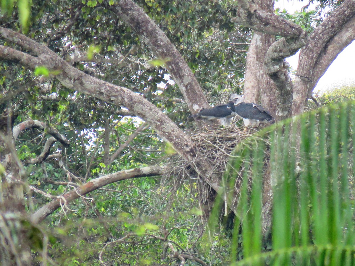 Harpy Eagle - Thibaut RIVIERE