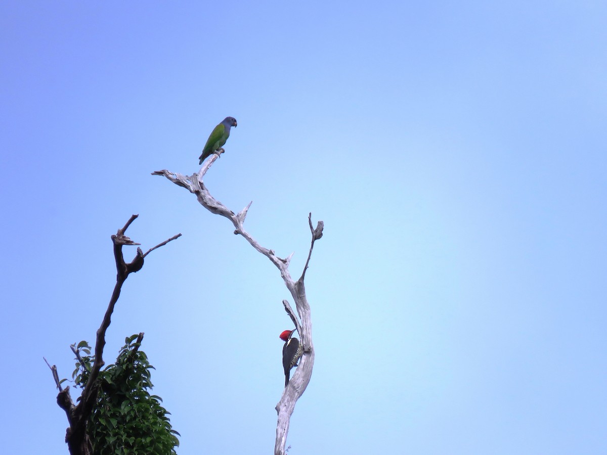 Blue-headed Parrot - Thibaut RIVIERE