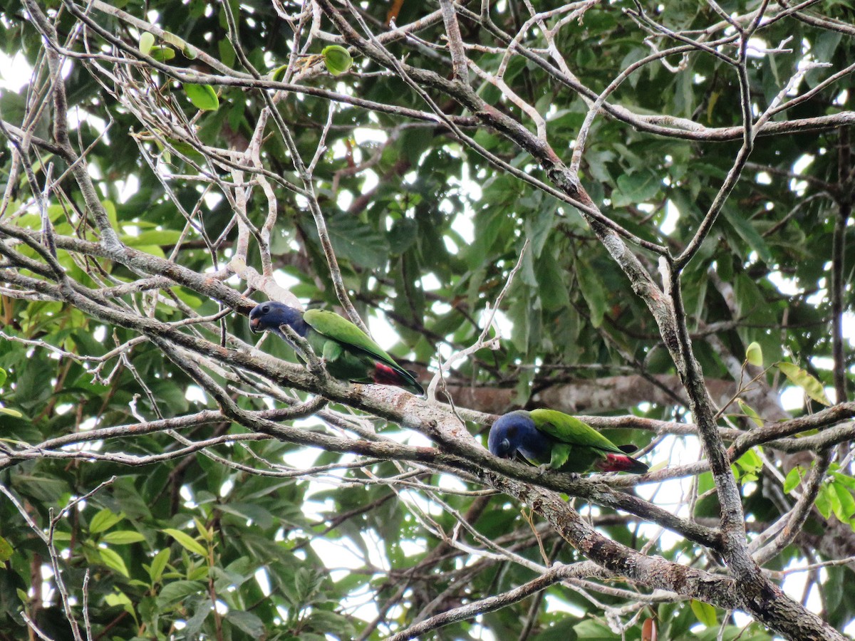 Blue-headed Parrot - Thibaut RIVIERE