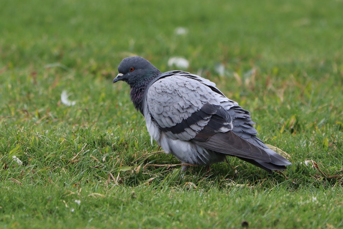 Rock Pigeon (Feral Pigeon) - ML148862131