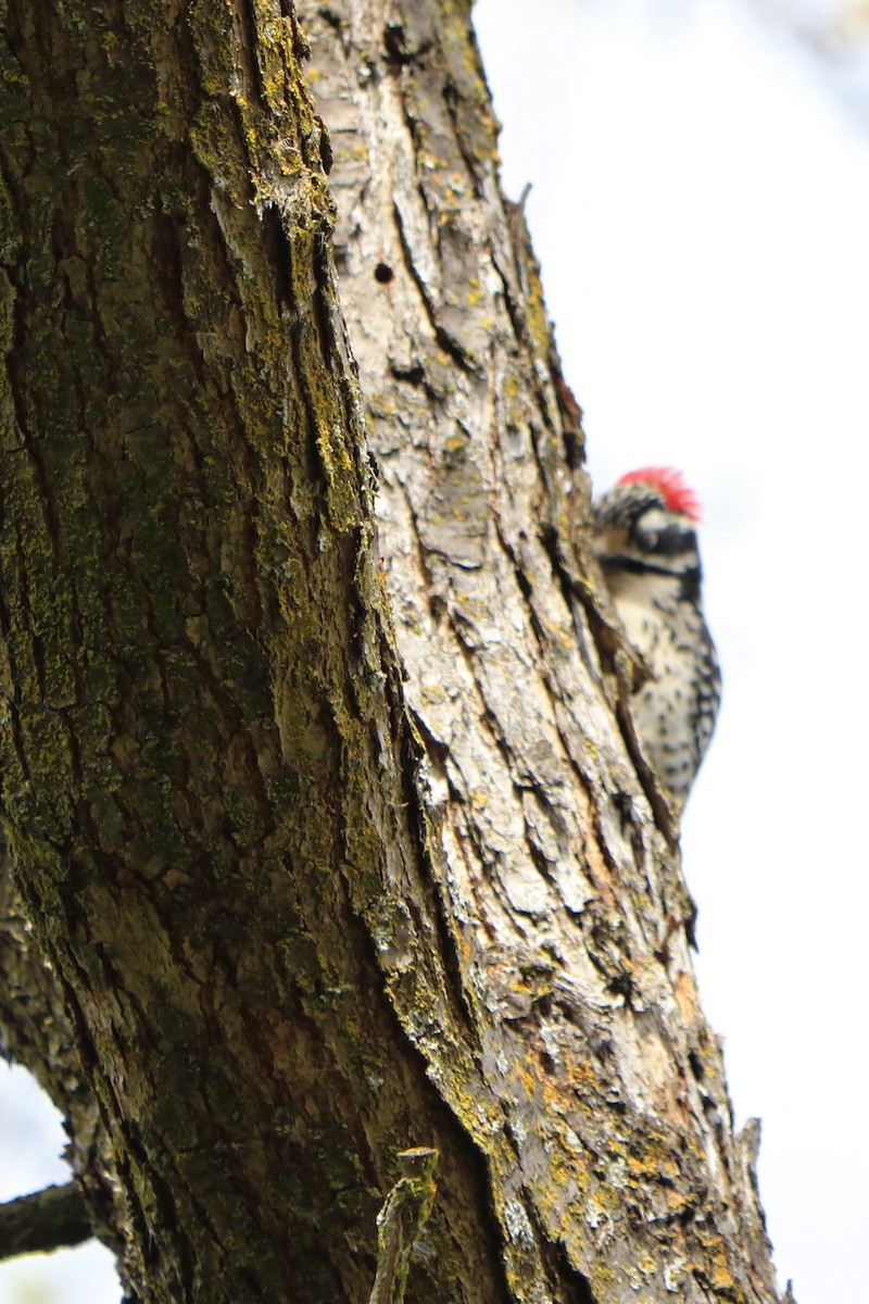 Downy Woodpecker - Sara Masuda