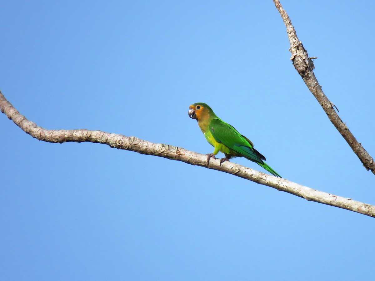 Brown-throated Parakeet - Thibaut RIVIERE