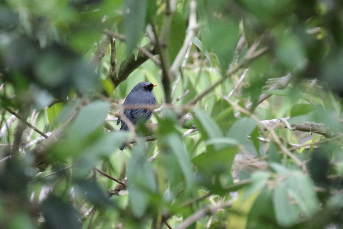 Black-faced Solitaire - ML148868681