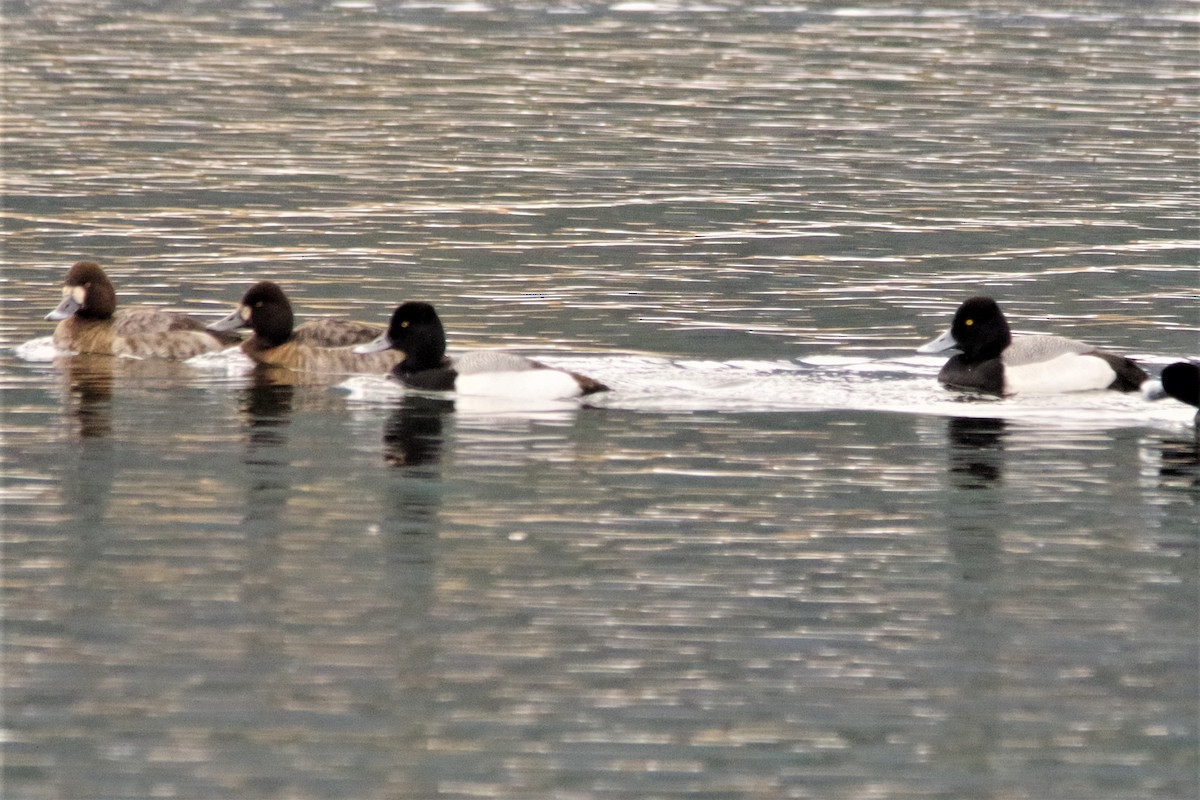 Greater Scaup - ML148869291