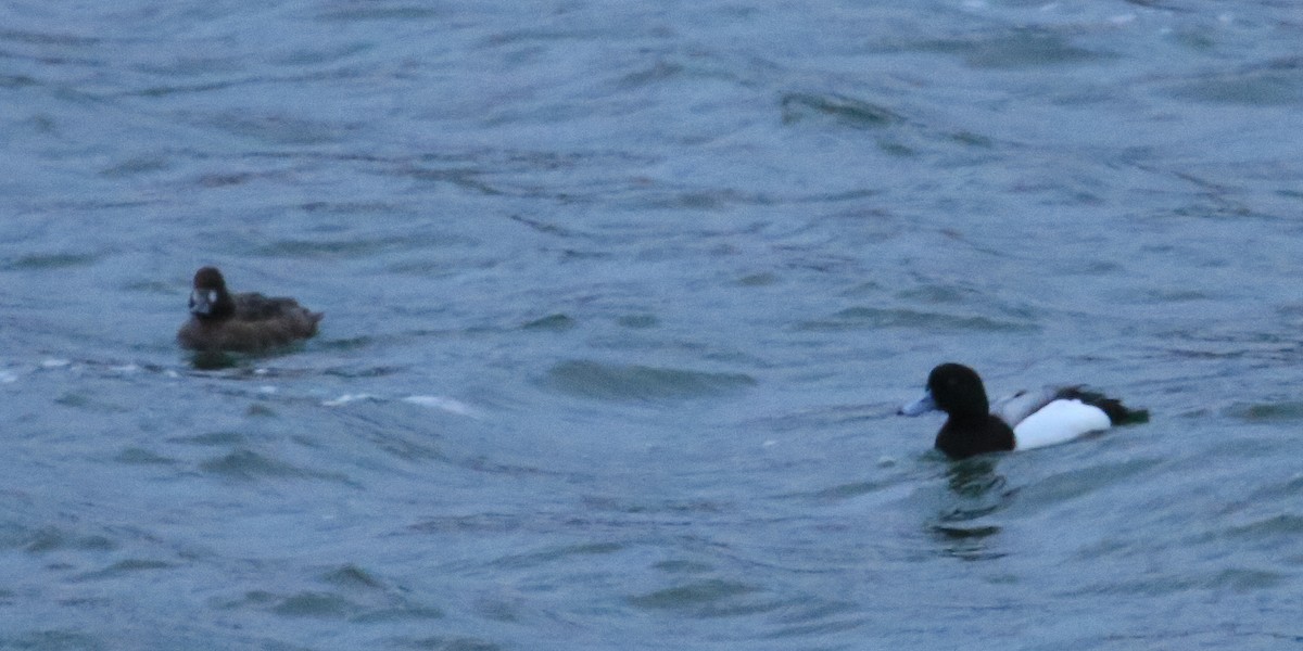 Greater Scaup - ML148869311