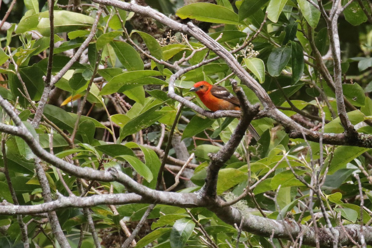 Flame-colored Tanager - ML148869341