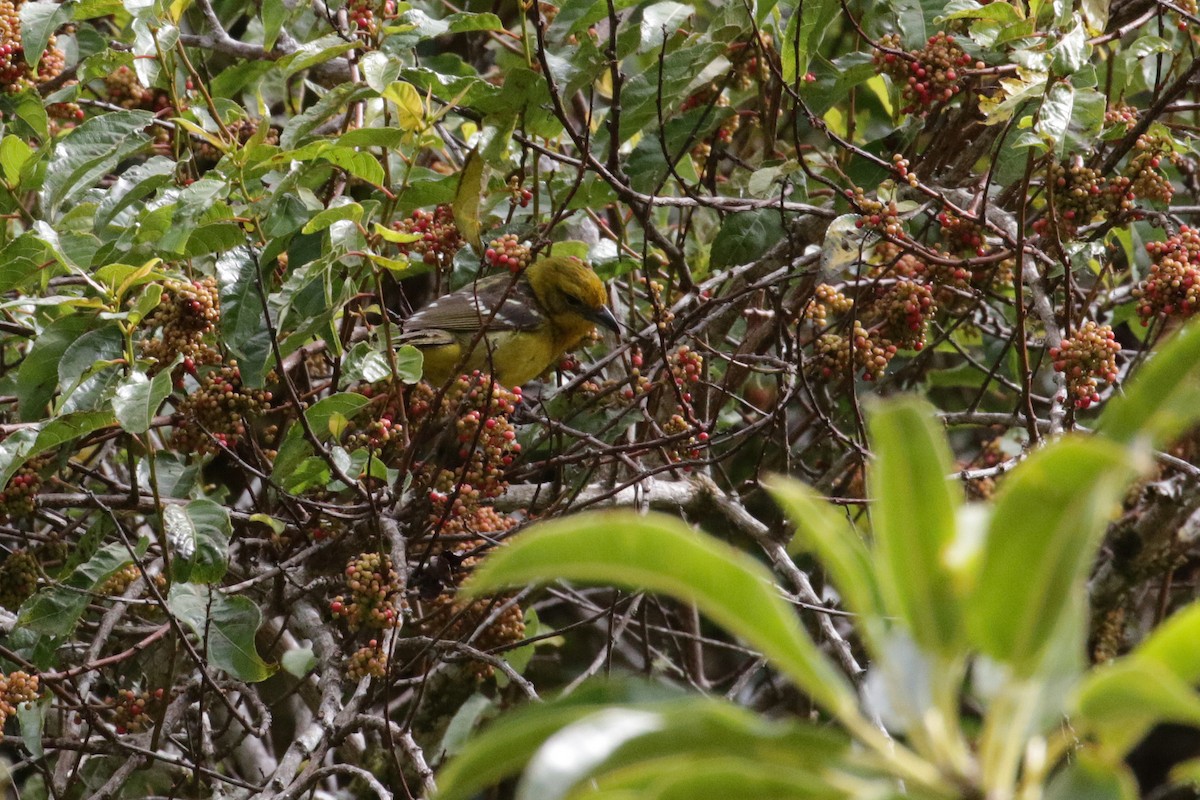 Flame-colored Tanager - ML148869351