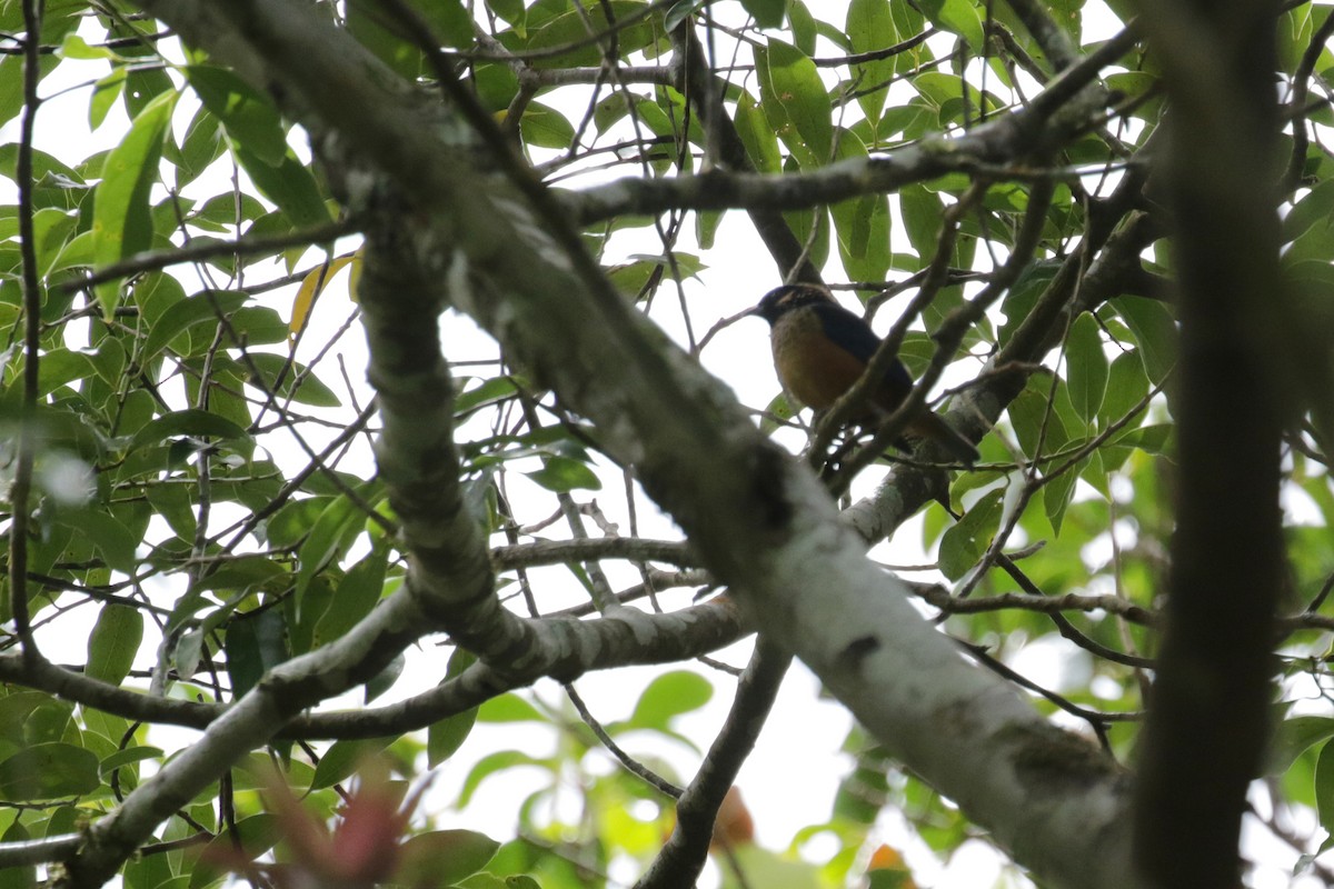 Spangle-cheeked Tanager - ML148869631