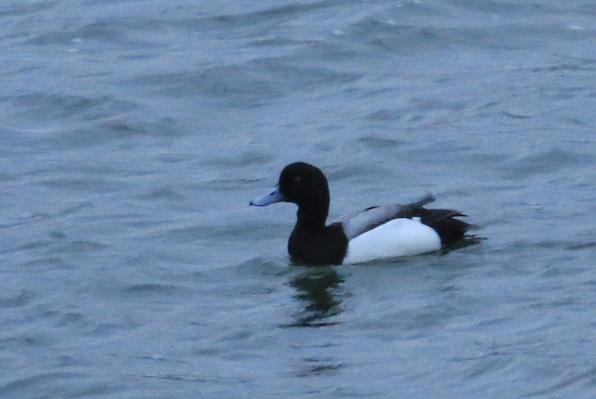 Greater Scaup - ML148869771