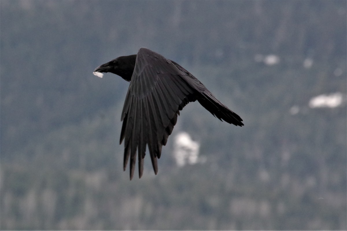 Common Raven - Don Manson