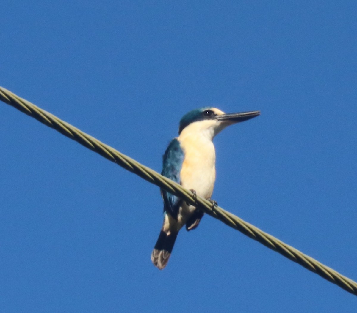 Flat-billed Kingfisher - Robin DeMeo
