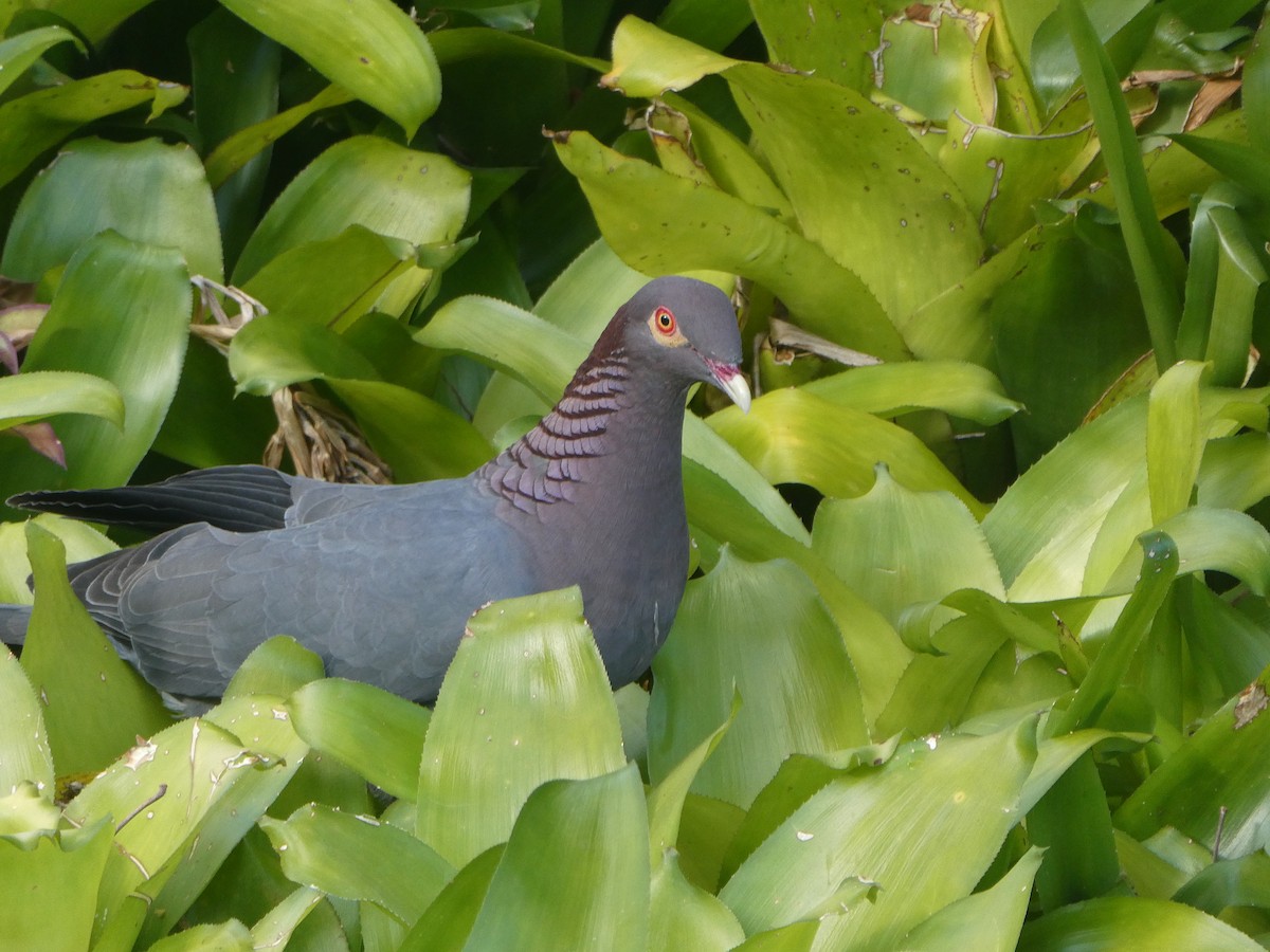 Scaly-naped Pigeon - Sheelagh Fromer