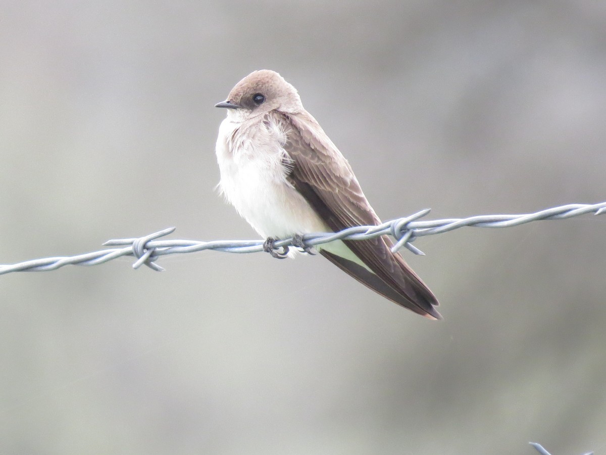 Northern Rough-winged Swallow - ML148875171
