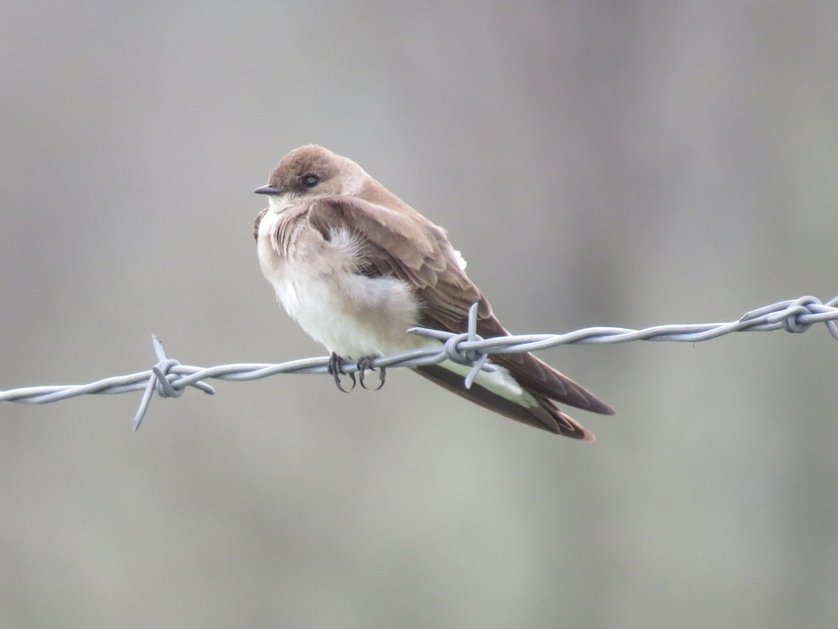Northern Rough-winged Swallow - ML148875201