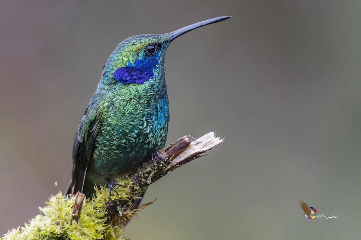 kolibřík modrouchý - ML148876451