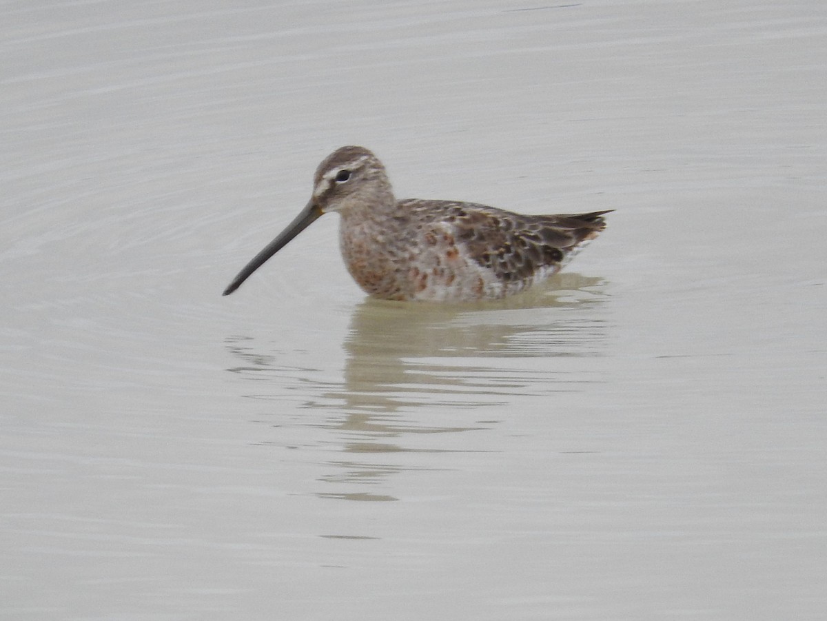 Long-billed Dowitcher - Annelia Williams
