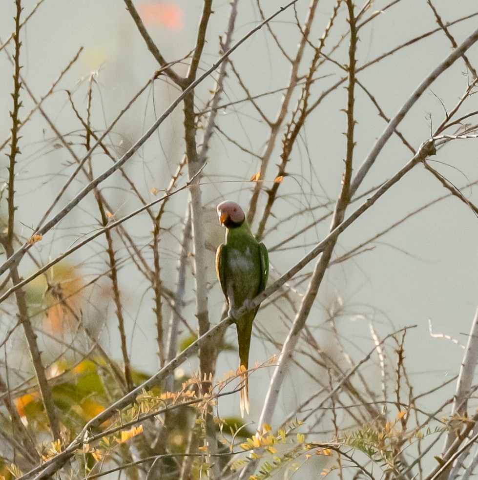 Blossom-headed Parakeet - Susan Mac