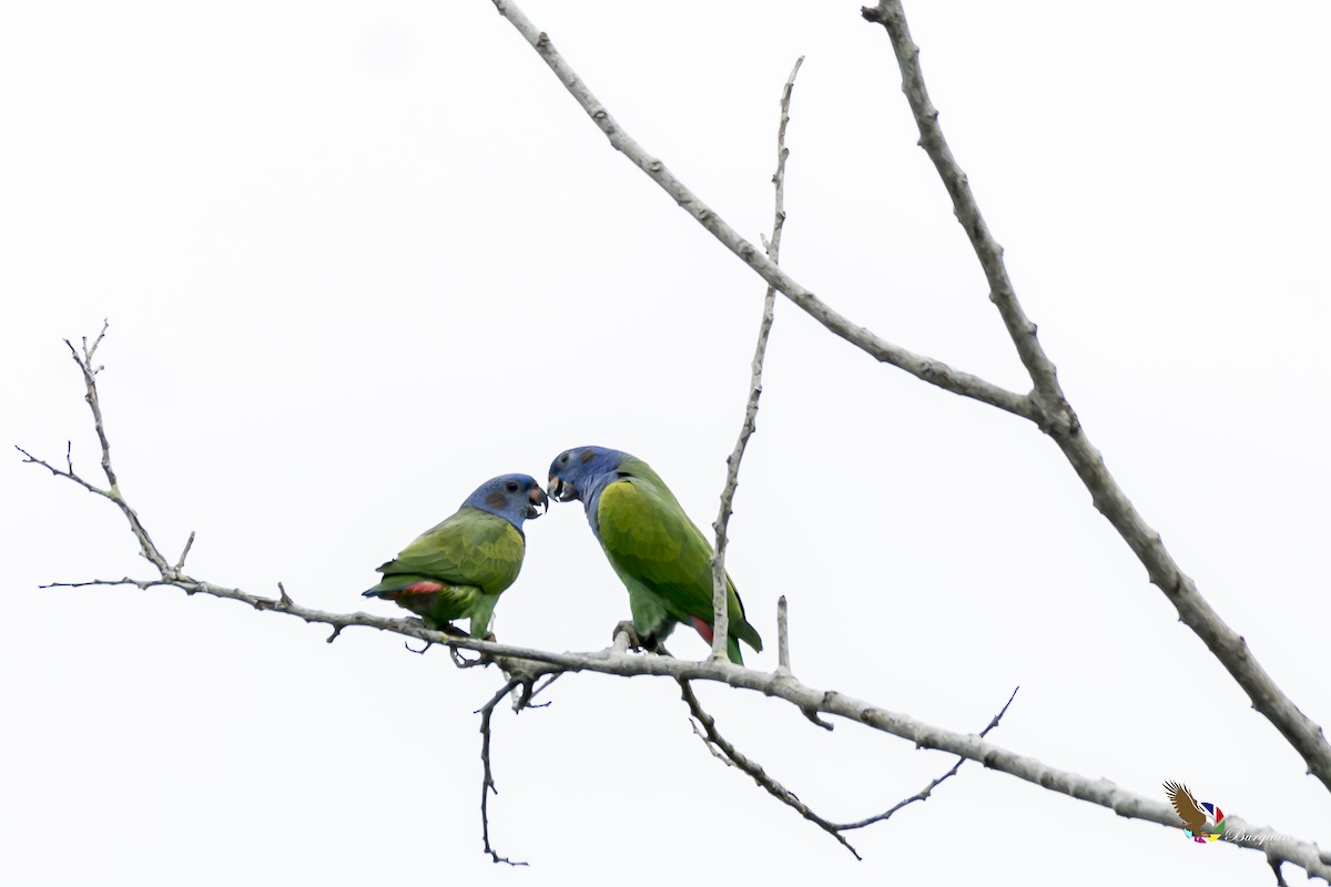 Blue-headed Parrot - fernando Burgalin Sequeria