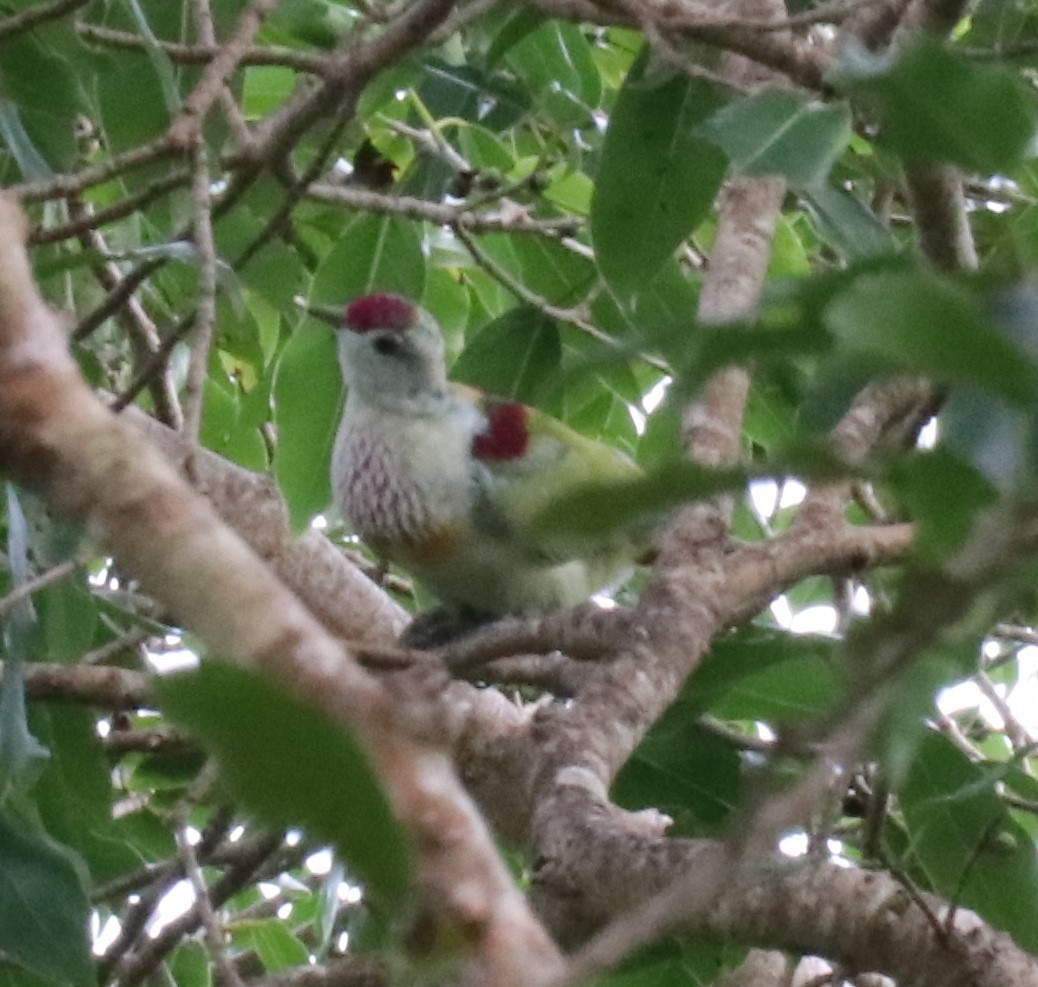 Many-colored Fruit-Dove - ML148882251
