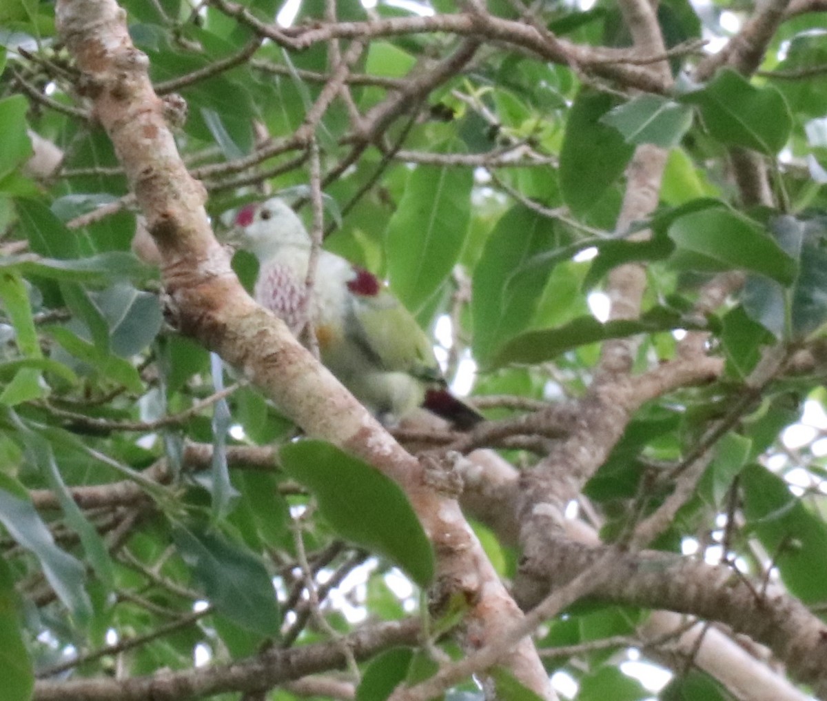 Many-colored Fruit-Dove - ML148882311