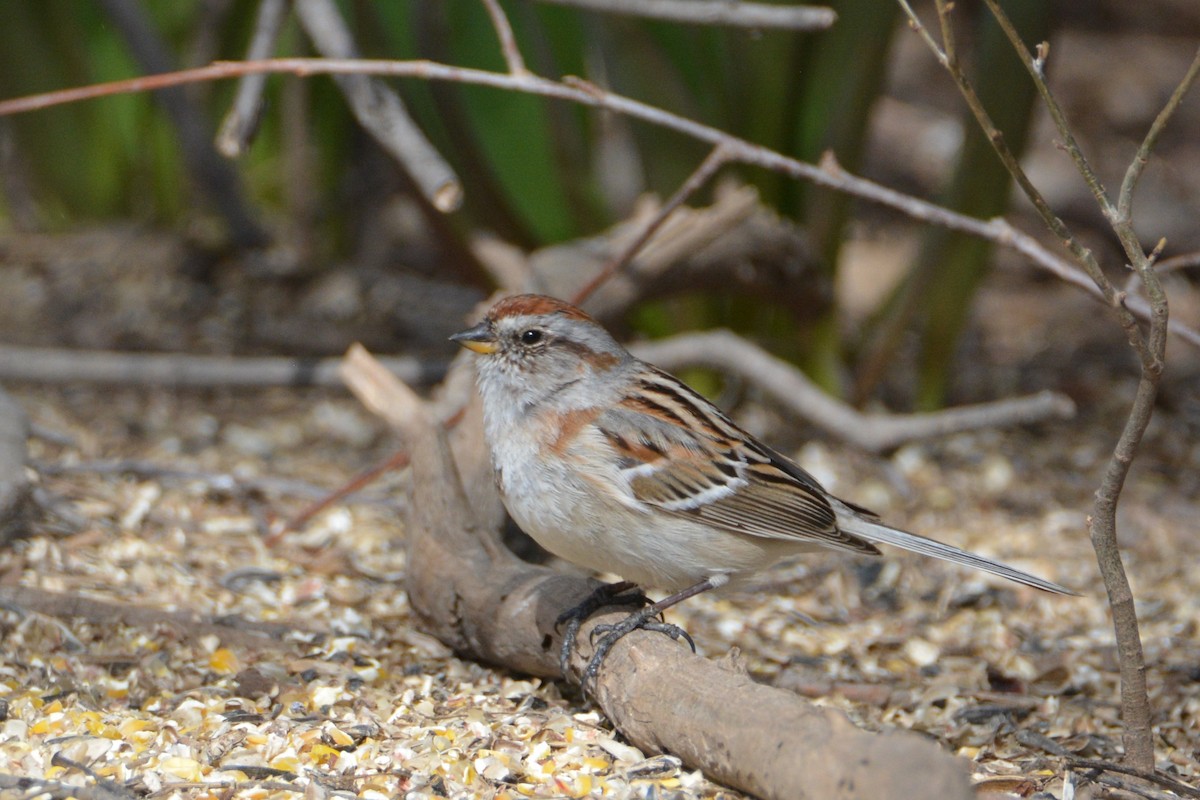 American Tree Sparrow - ML148883021