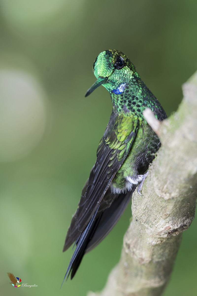 Green-crowned Brilliant - ML148883451