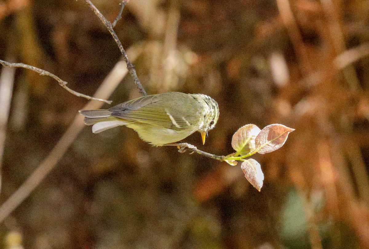 Blyth's Leaf Warbler - Susan Mac