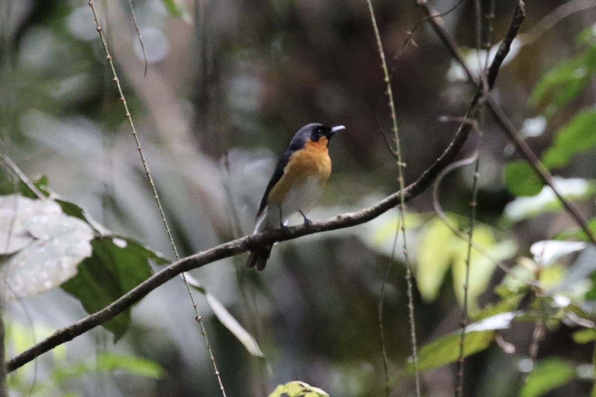 Spectacled Monarch - ML148891611