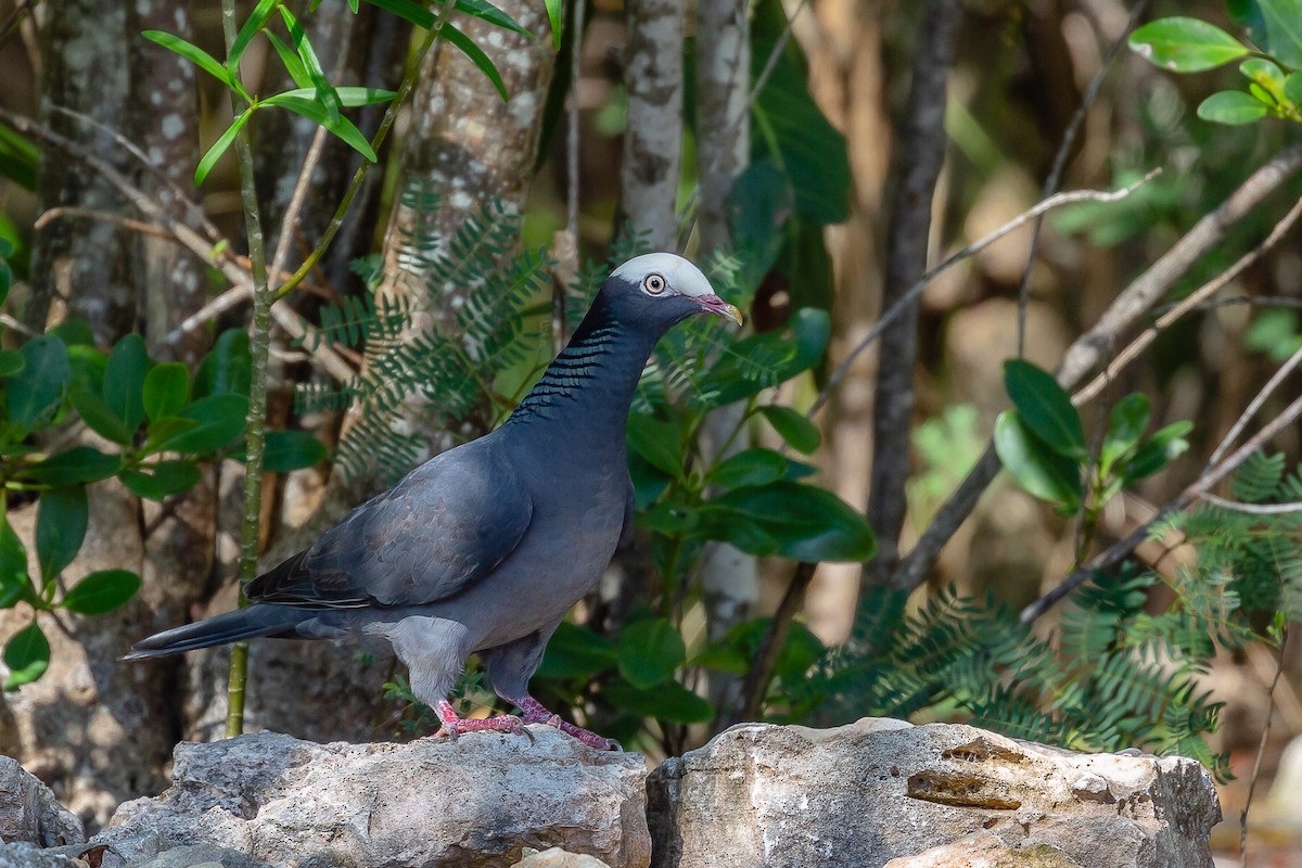 White-crowned Pigeon - ML148891671