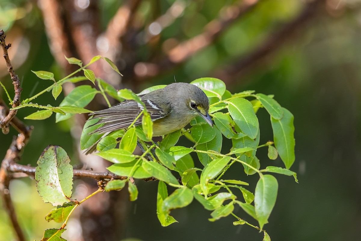 Thick-billed Vireo - ML148892141