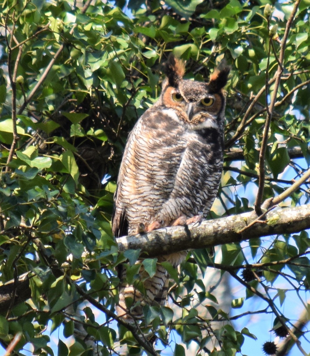 Great Horned Owl - Mike Winck