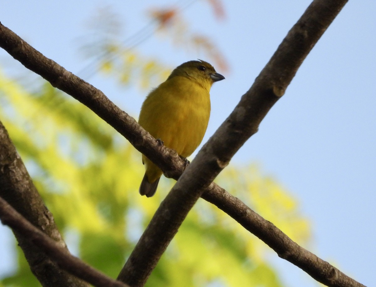 Thick-billed Euphonia (Black-tailed) - bob butler