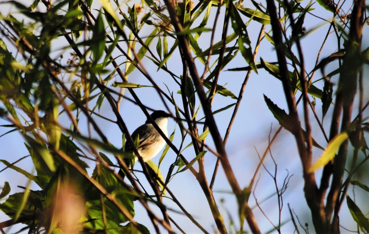 Black-capped Warbling Finch - ML148894861