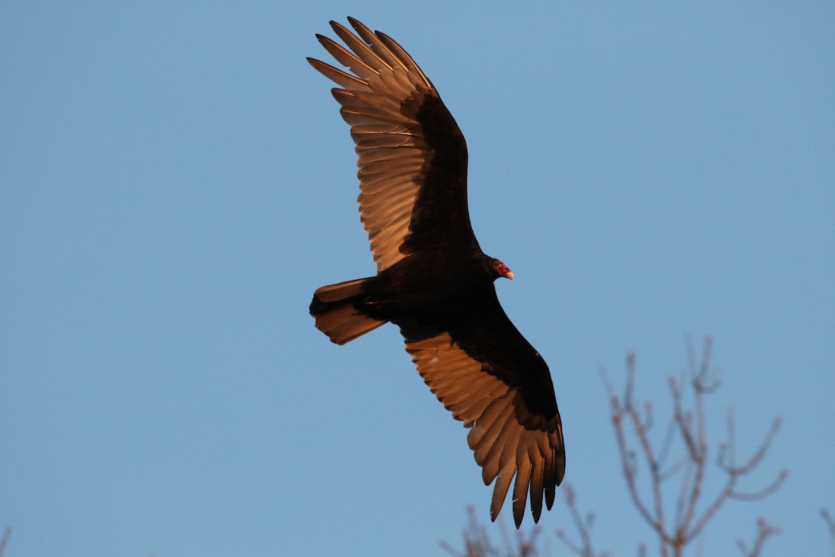 Turkey Vulture - Allen Schenck