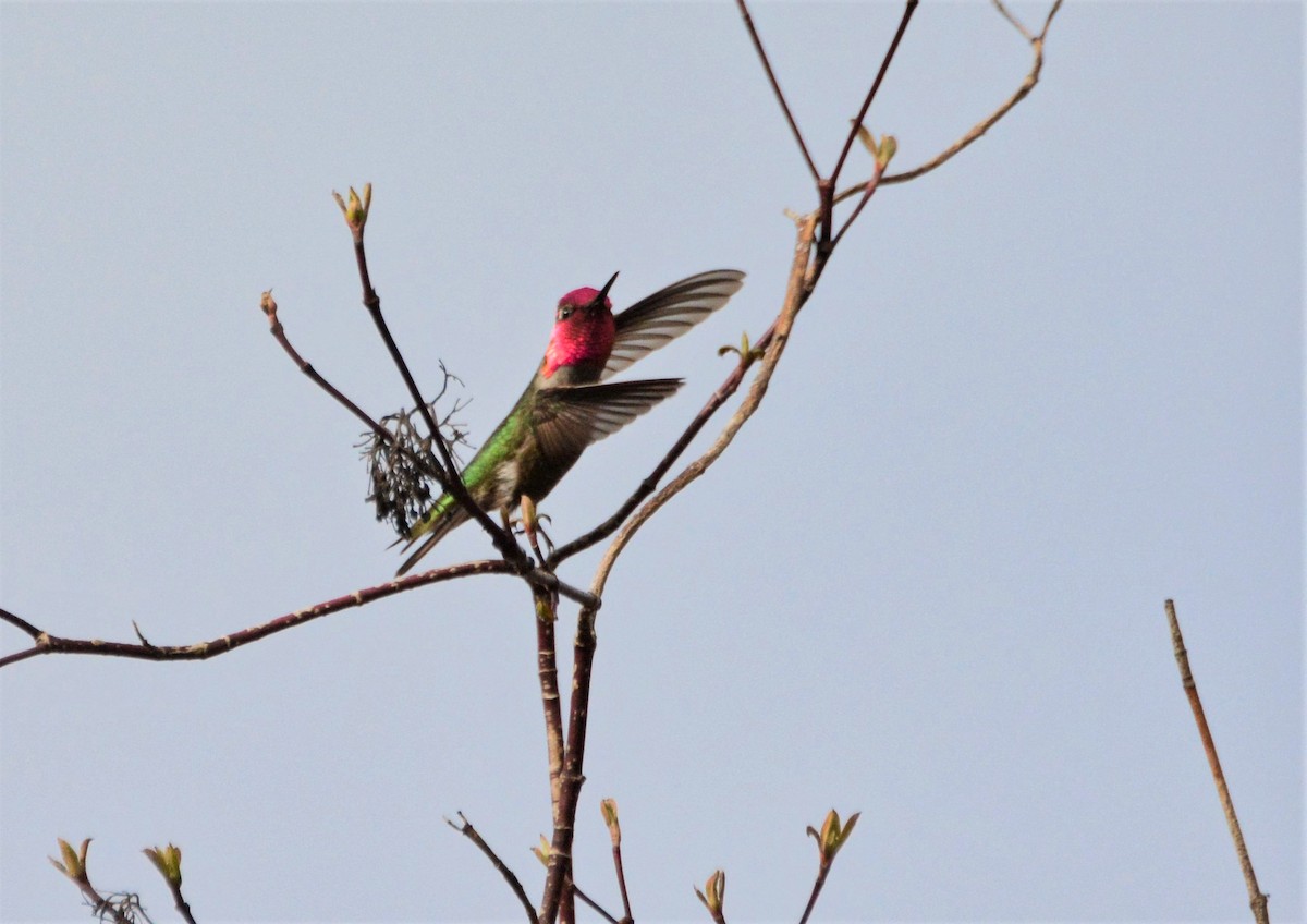Anna's Hummingbird - Kim  Beardmore