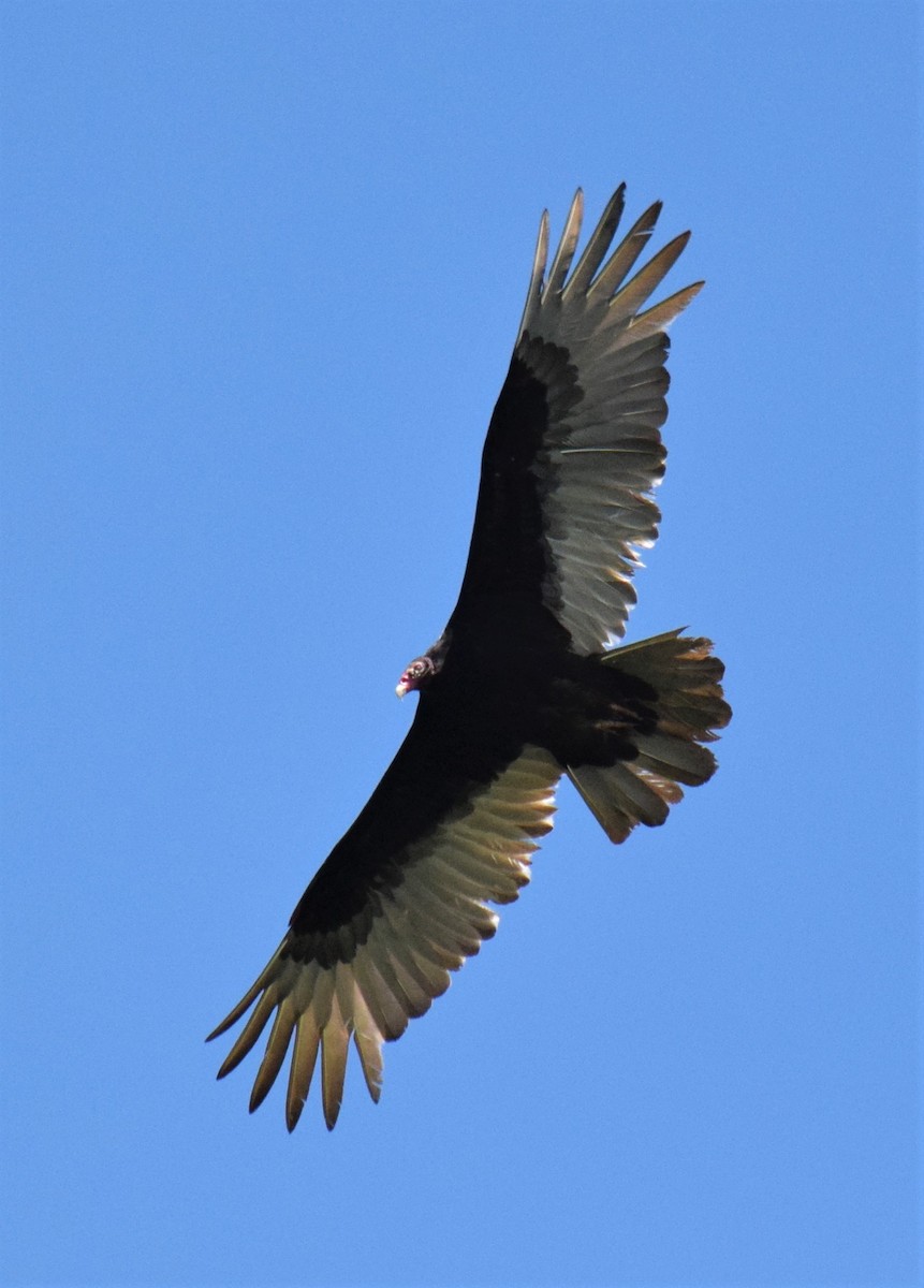 Turkey Vulture - Mike Winck