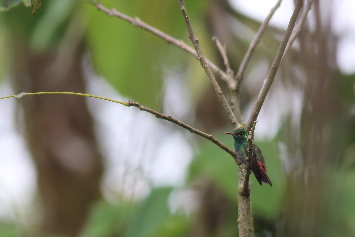 Rufous-tailed Hummingbird - ML148902851