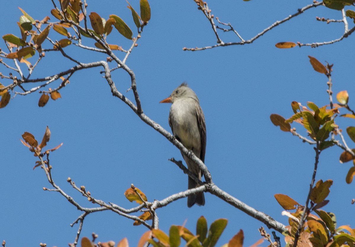 Greater Pewee - ML148902881